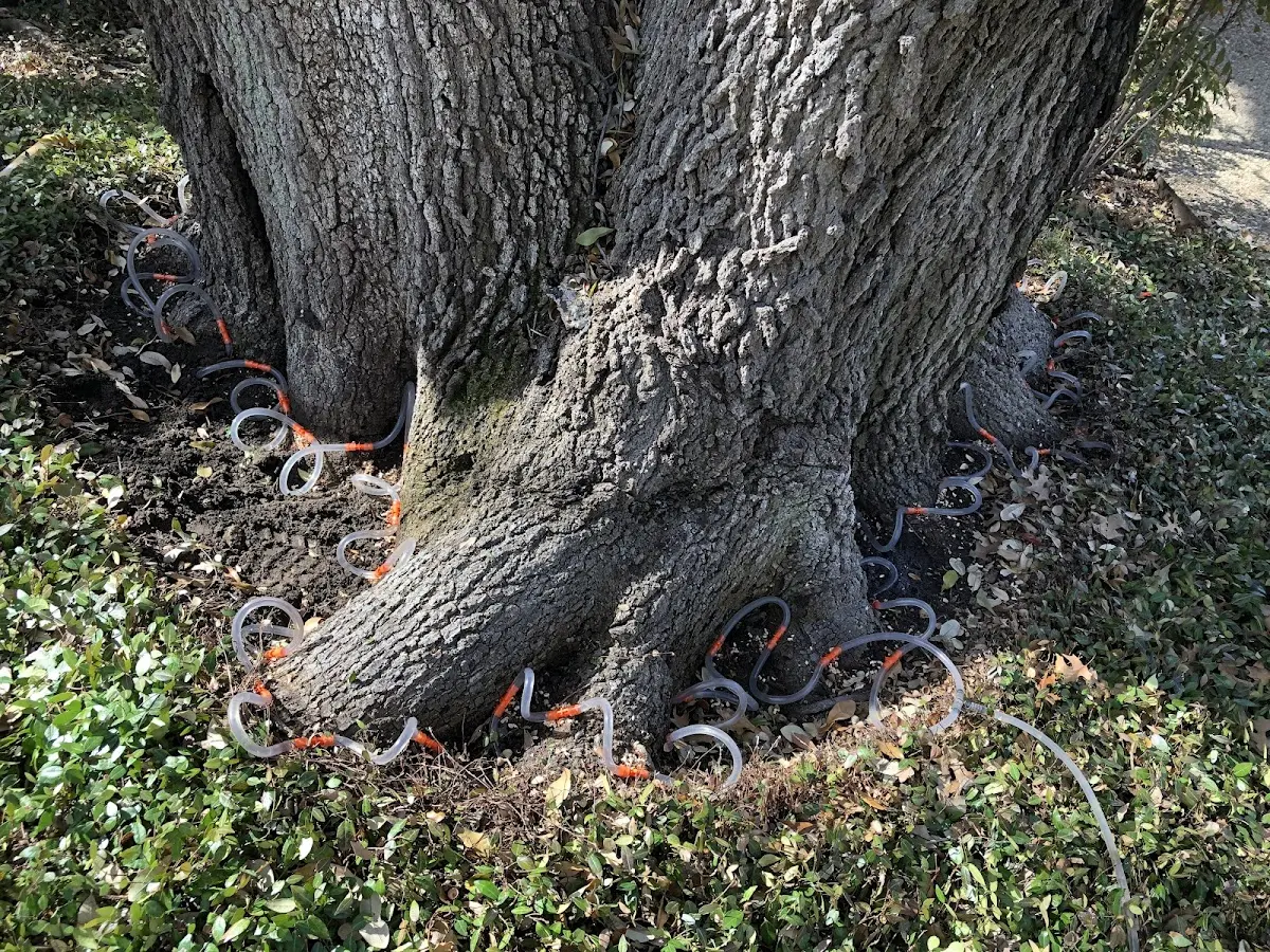 Detailed Tree Cabling and Bracing job site in Irene